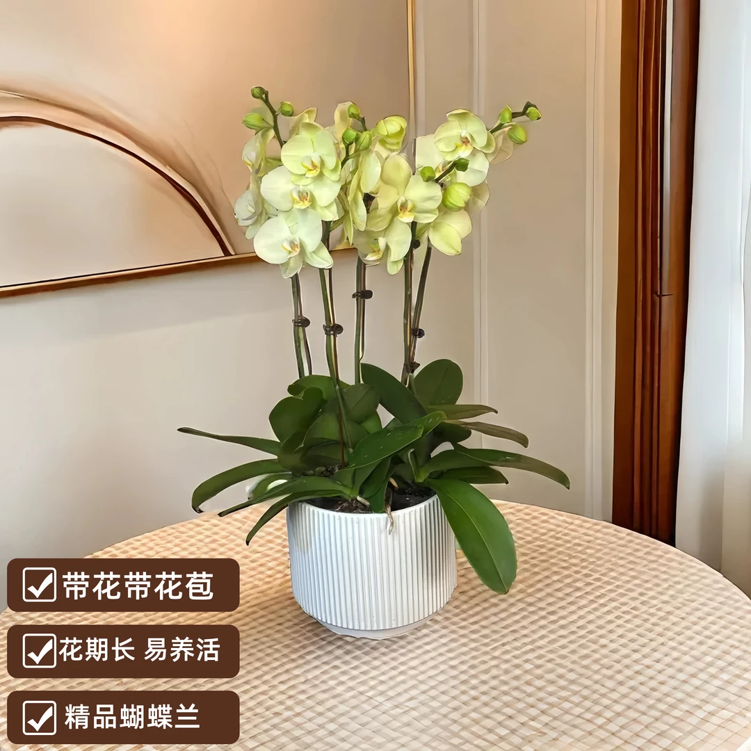 蝴蝶兰【日光浴】绿色系 室内花卉盆栽