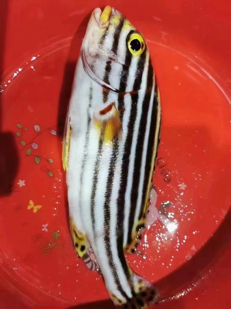 南海斑马鲷活体放血速冻营养无小刺（5斤装包邮）