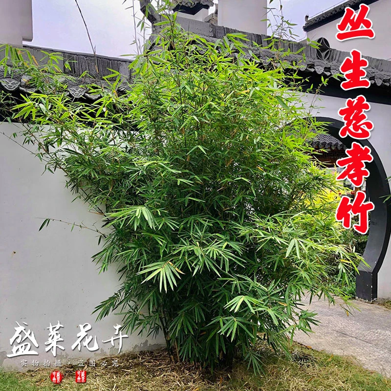 竹子苗慈孝竹庭院造景竹观赏竹四季种植丛生竹大型窝竹阳台盆栽竹