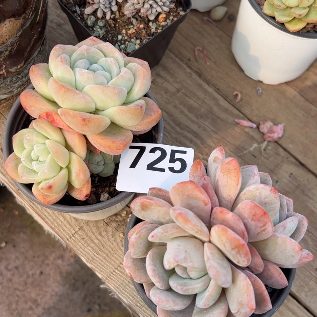 两颗一起25多肉植物