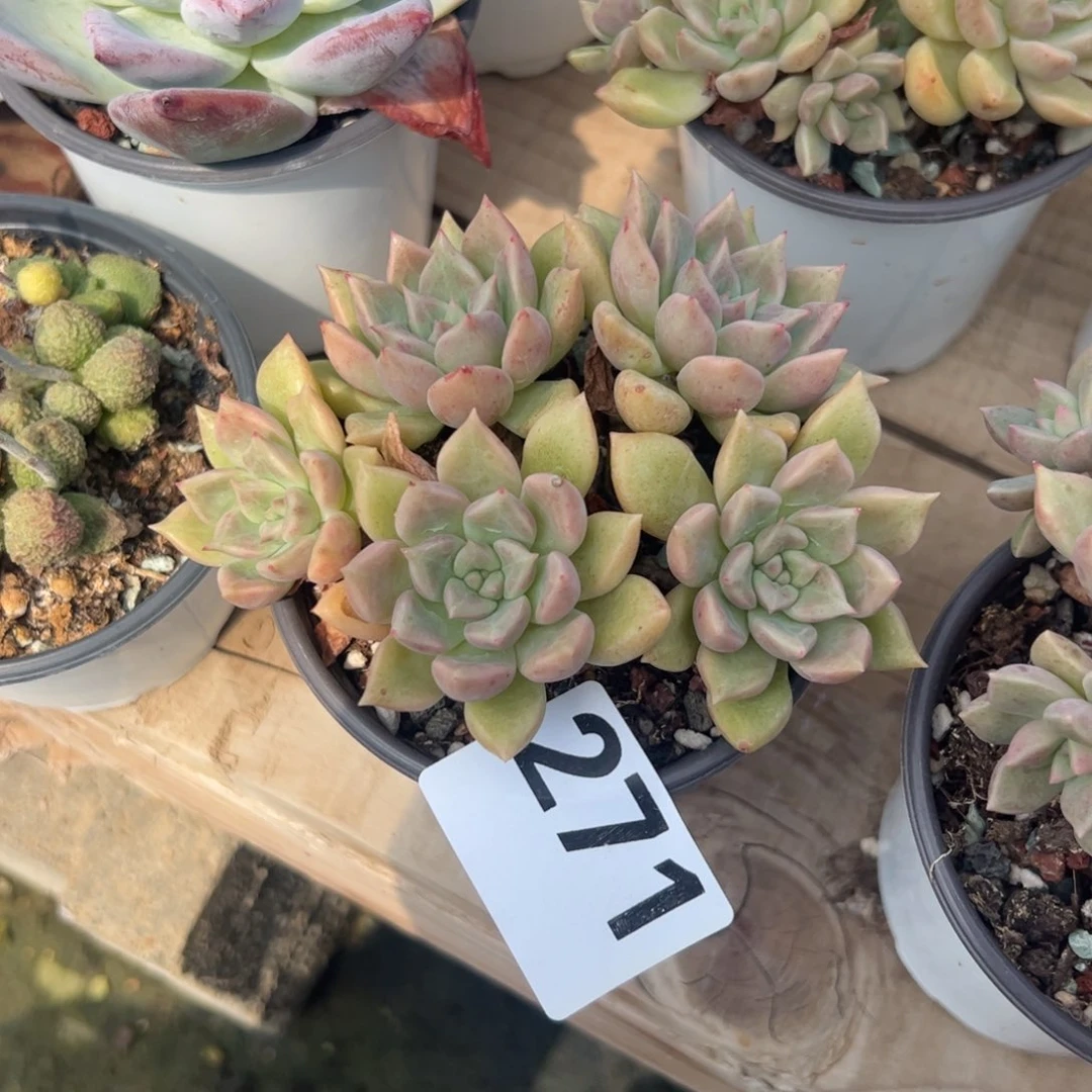 多肉植物多肉植物