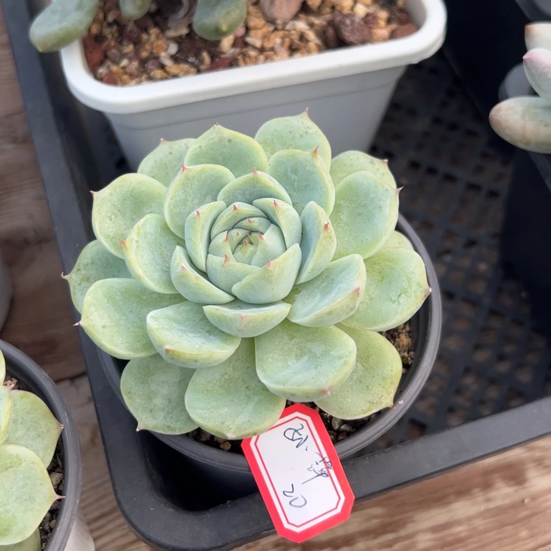 多肉植物多肉植物