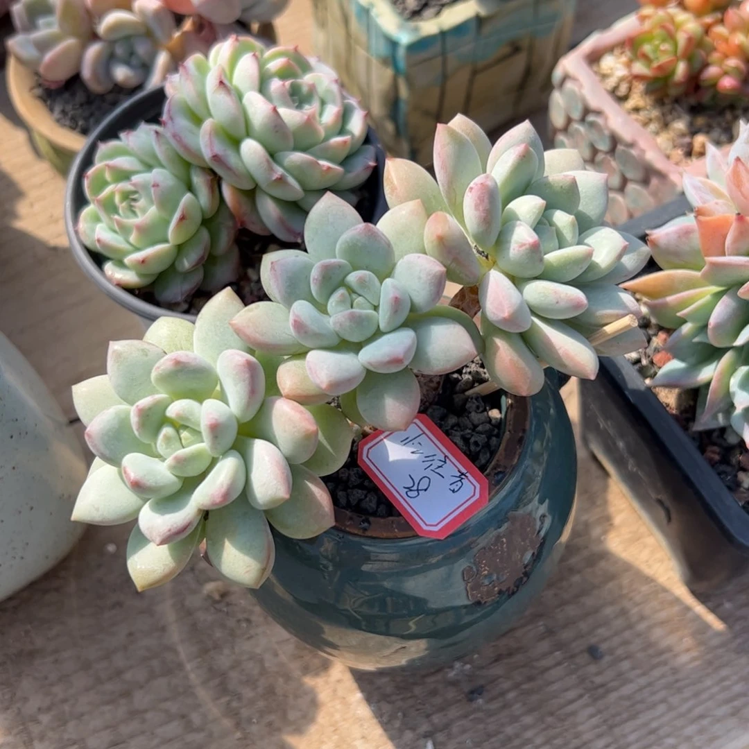 多肉植物多肉植物