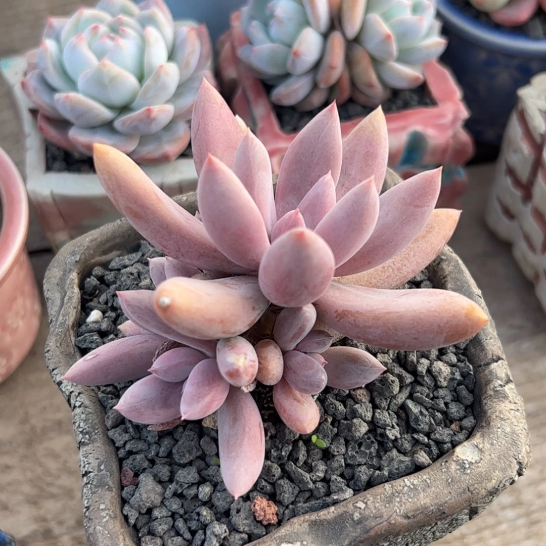 原始虞美人多肉植物