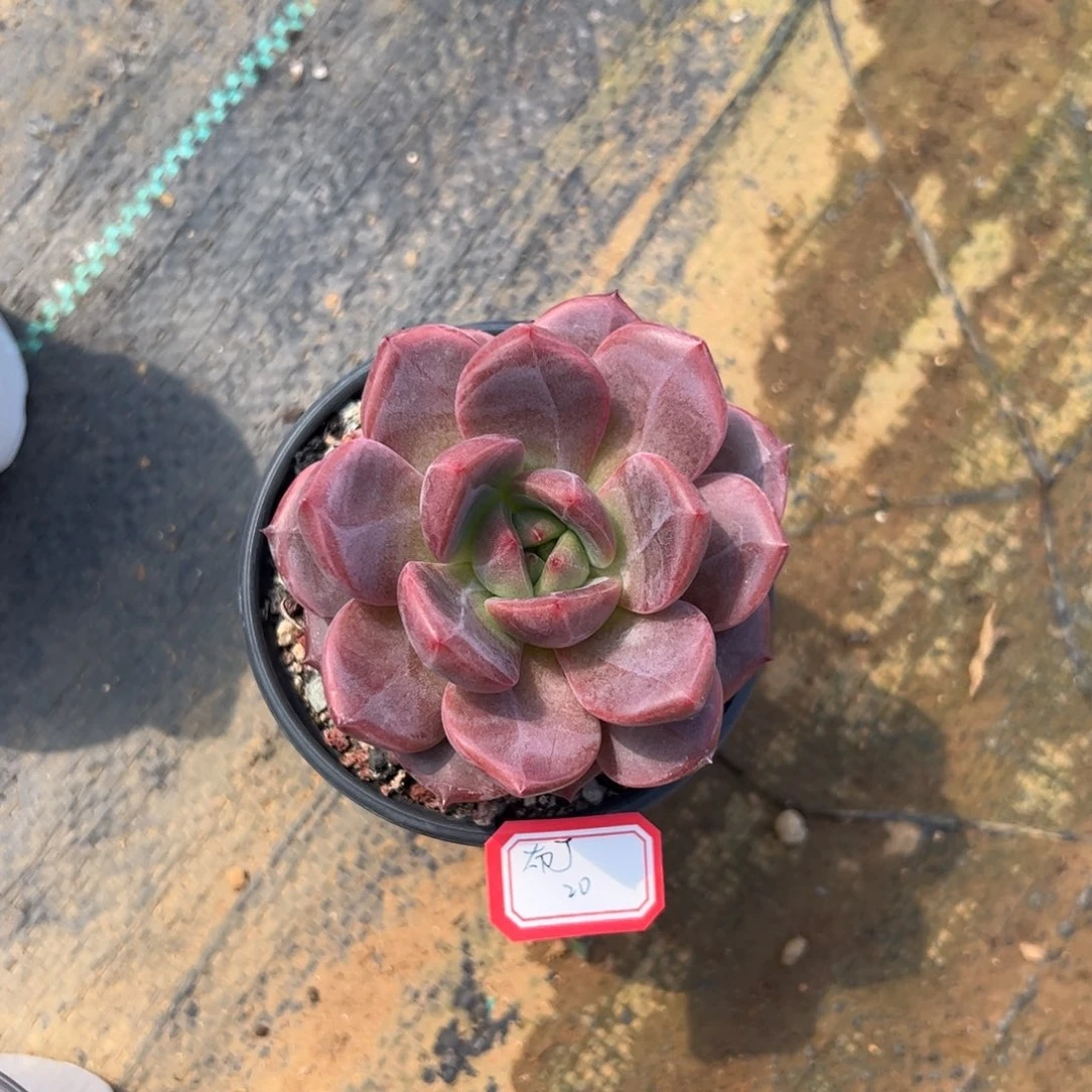 多肉植物多肉植物