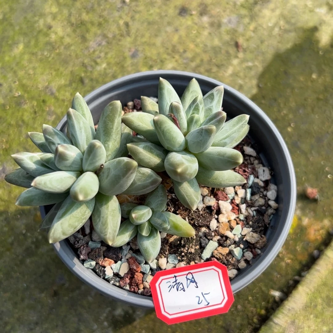 多肉植物多肉植物