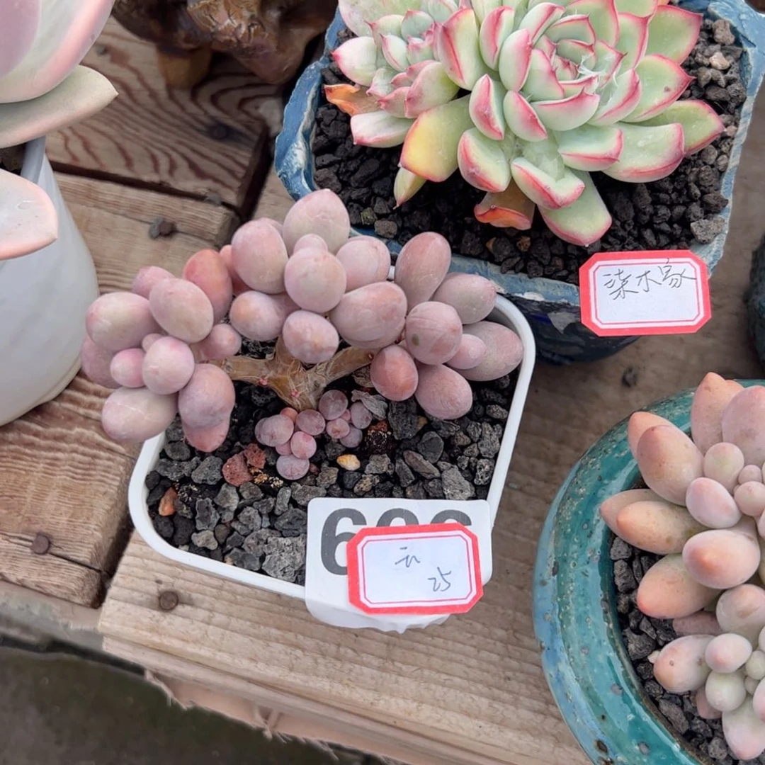 多肉植物多肉植物