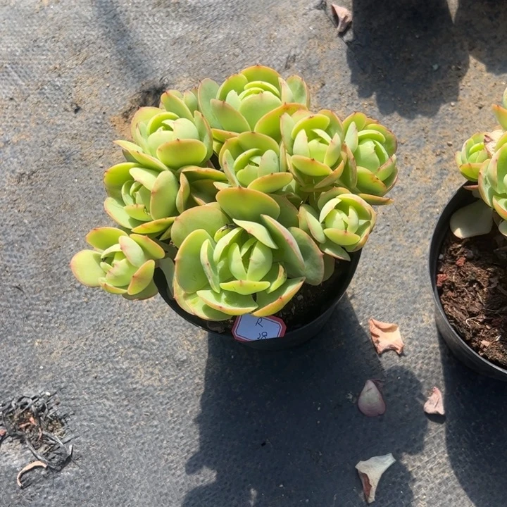 多肉植物多肉植物