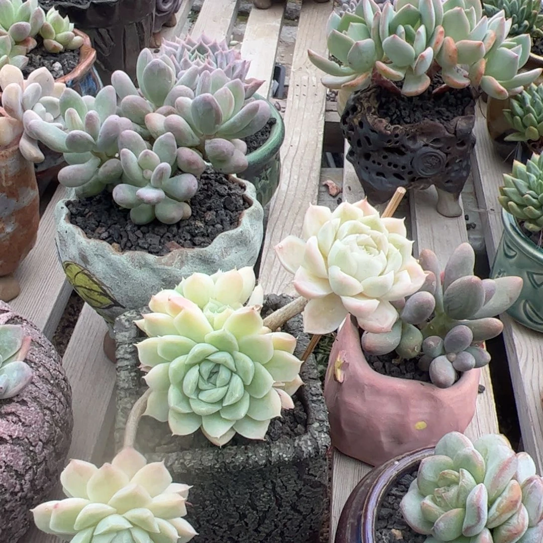 多肉植物多肉植物