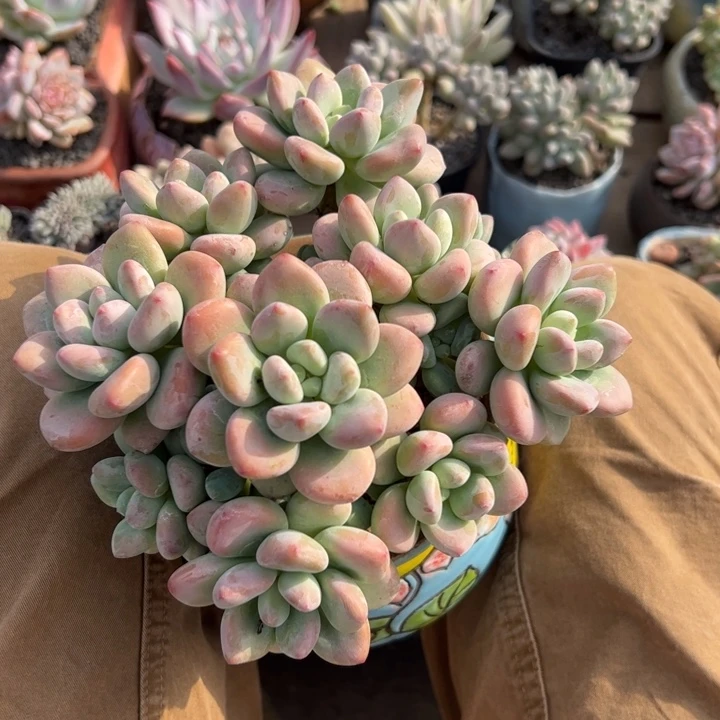 多肉植物纤维含量