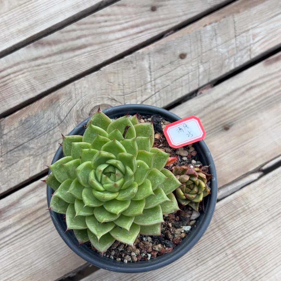 多肉植物多肉植物