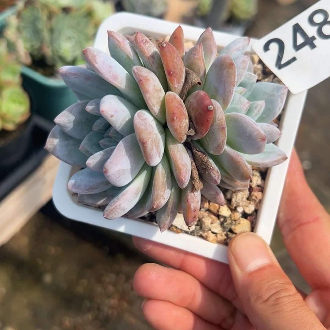 多肉植物多肉植物