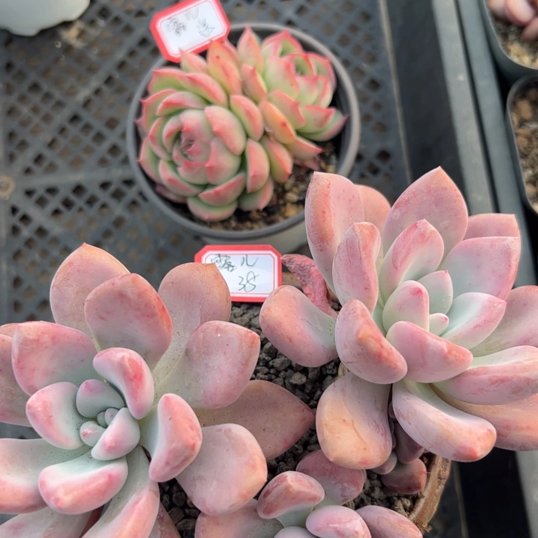 多肉植物多肉植物