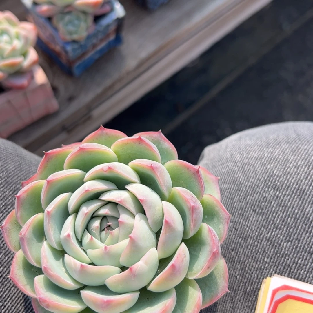 多肉植物多肉植物