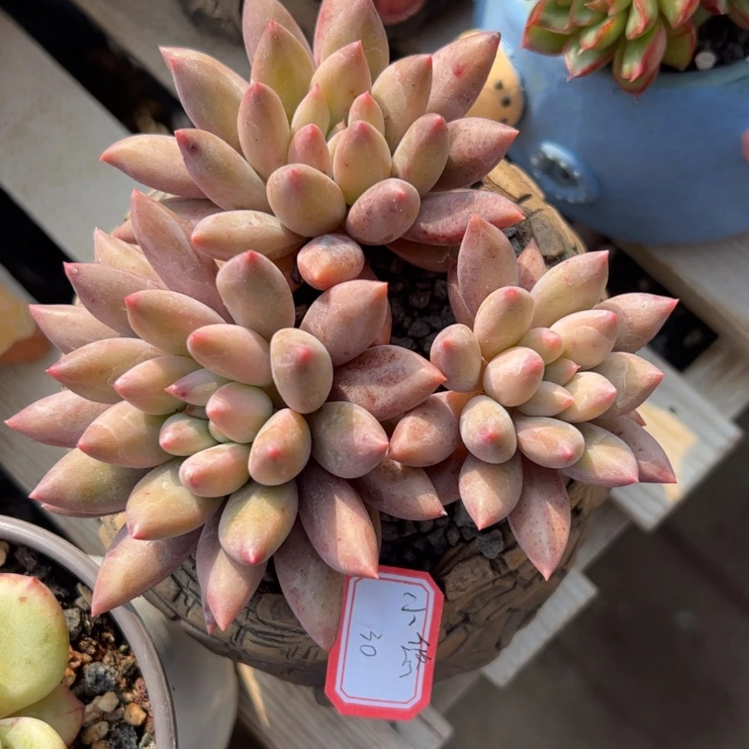 多肉植物多肉植物