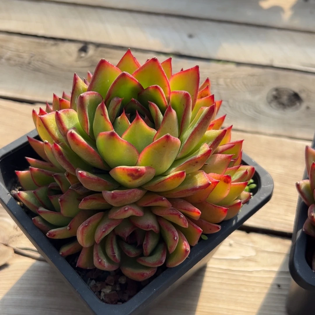 多肉植物多肉植物