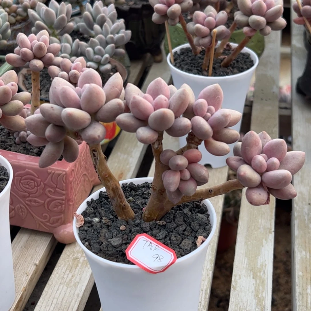 多肉植物多肉植物