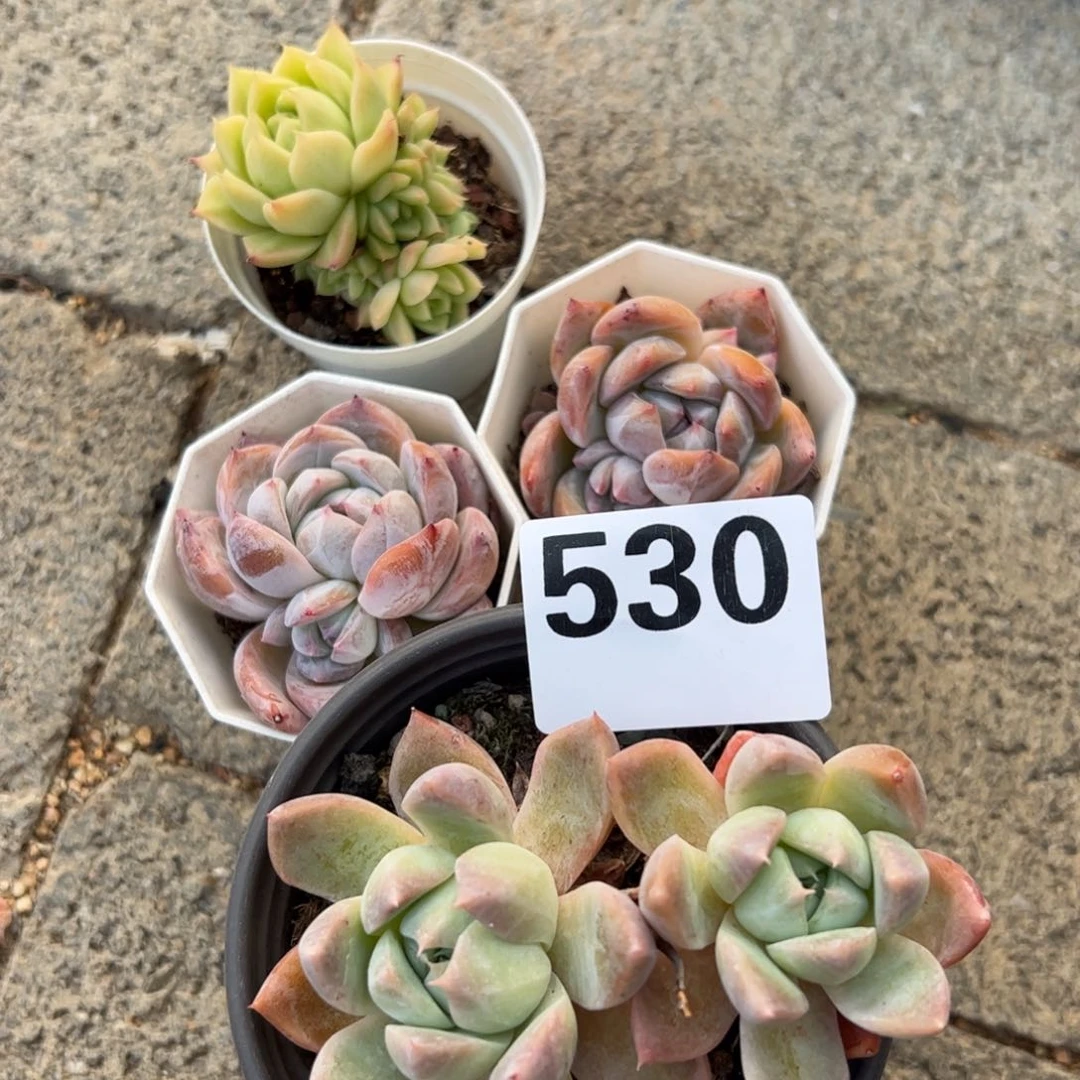 多肉植物多肉植物