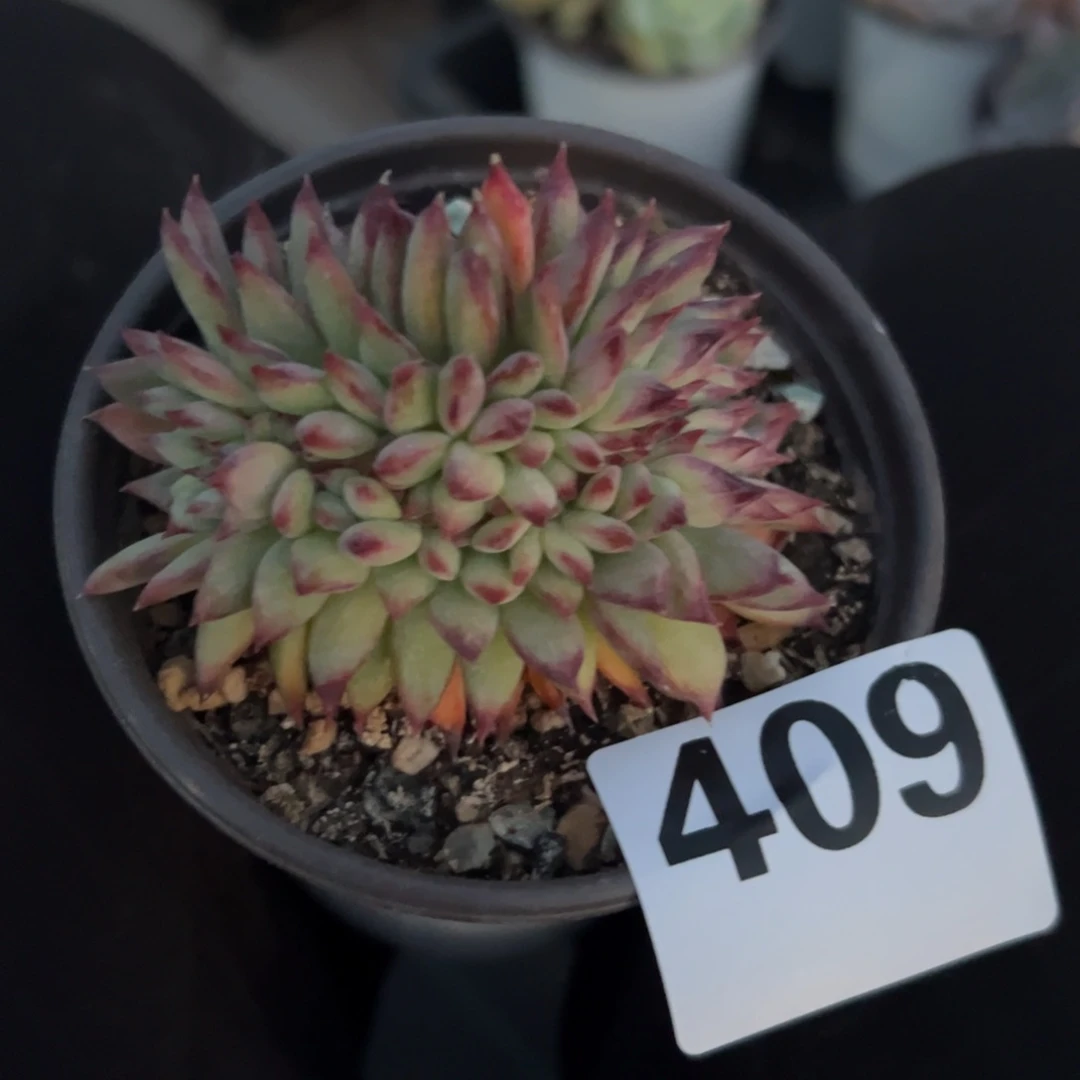 多肉植物多肉植物