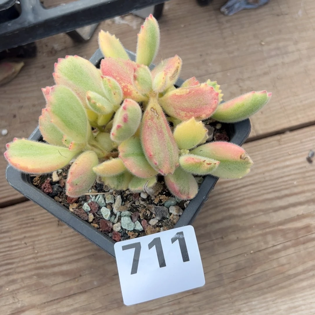 果***?多肉植物多肉植物