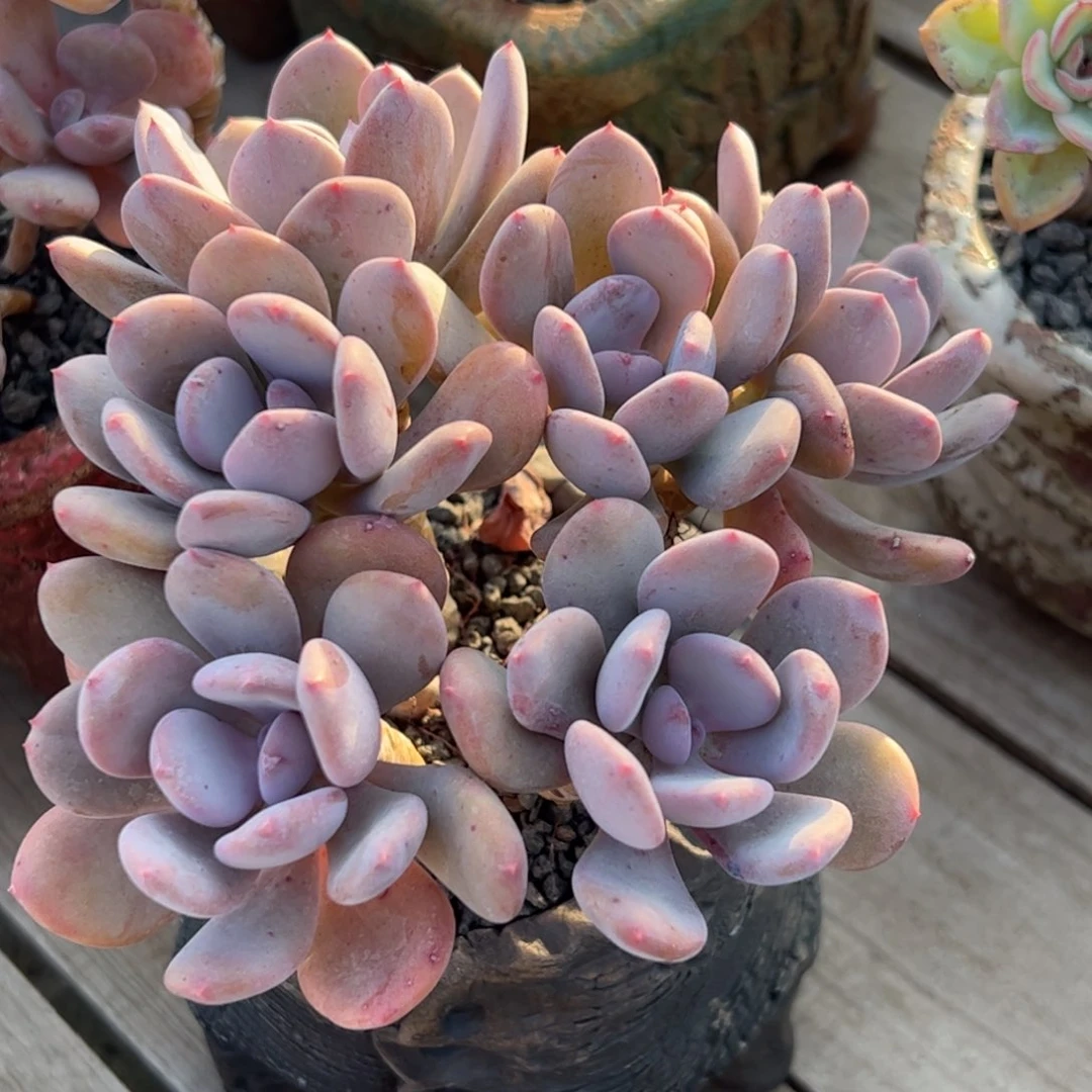 多肉植物多肉植物