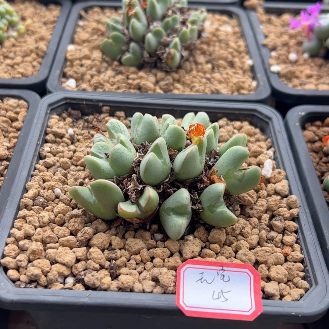 多肉植物多肉植物