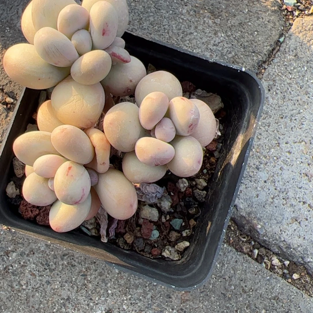 【闪购商品】多肉植物