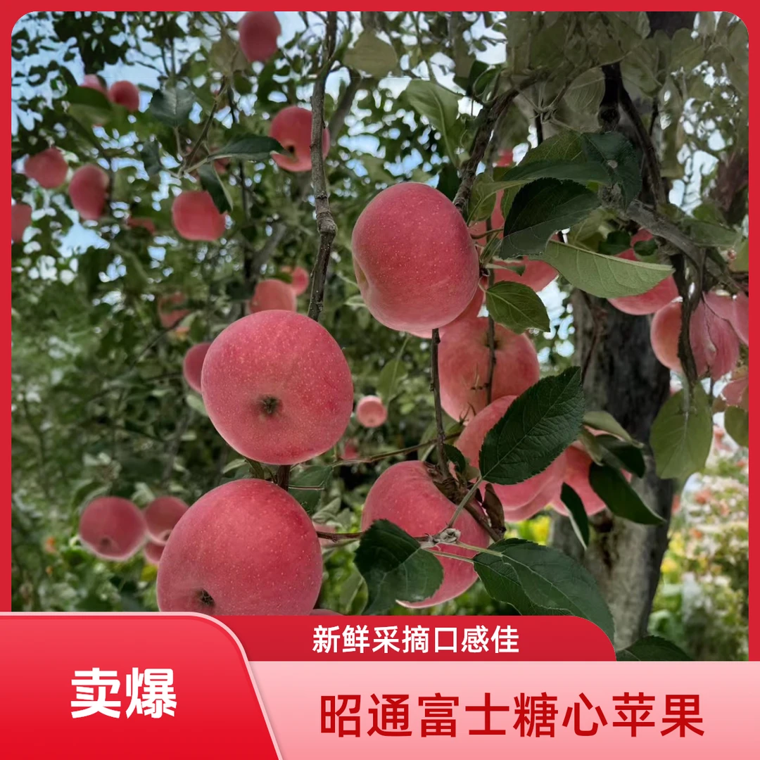 《2025新鲜果》正宗昭通洒渔红露苹果