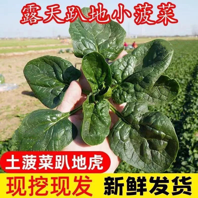 【农村黑哥专属】现挖5斤菠菜新鲜霜冻矮脚趴地菠菜红根菠菜青蔬菜