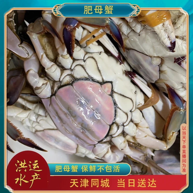 【保鲜不保活】吃肉肥母蟹 一斤2-3只左右 单只3-4两 掉爪残蟹
