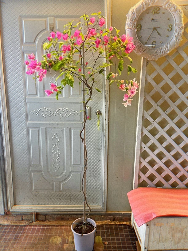 斑叶漳红樱带盆1米8高度顺丰包邮388