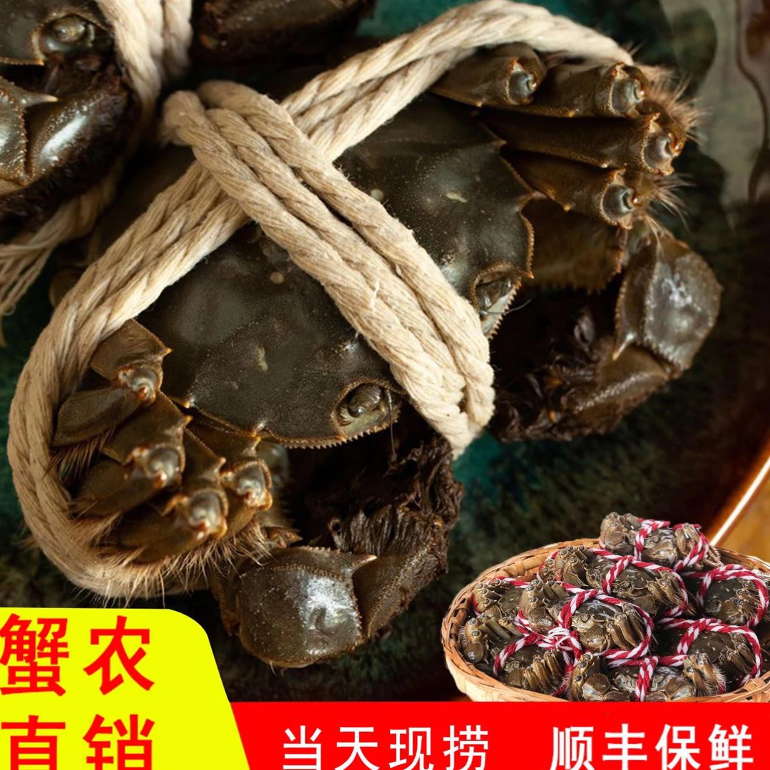 「活蟹现发」全母蟹3.0两-2.7两6只 8只 10只 高端礼盒顺丰冷链发货