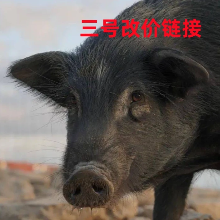 【四号改价链接】山野跑山藏香猪，一物一拍，所见即所得，称重可截图！