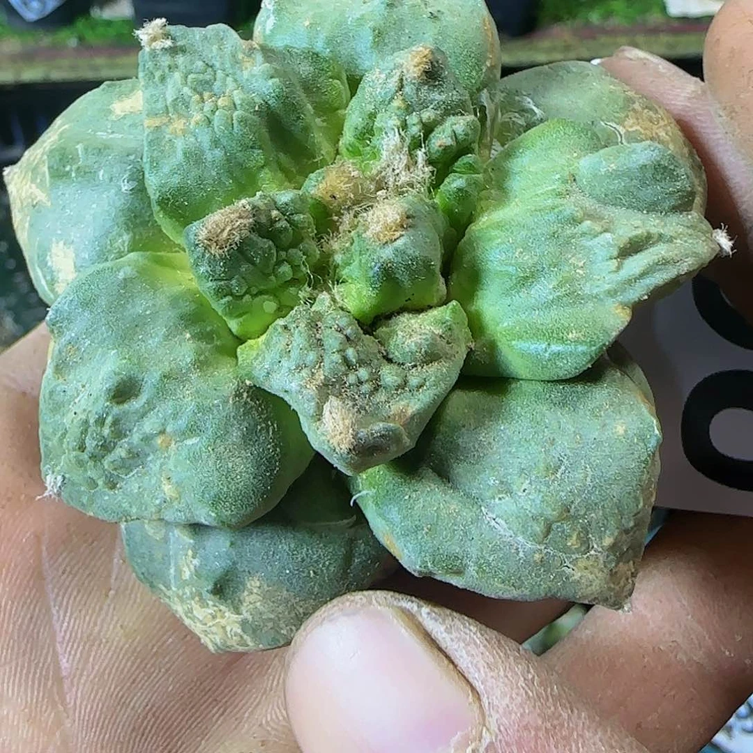 怒杂456刚冒根的