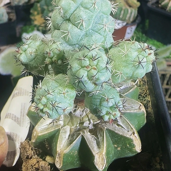 帝王丸470仙人球开花