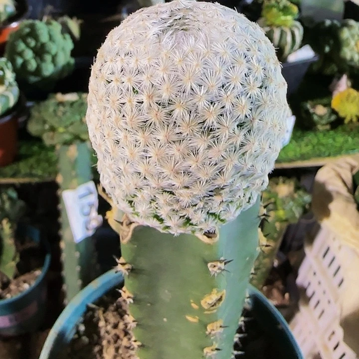 白鸟261仙人球开花