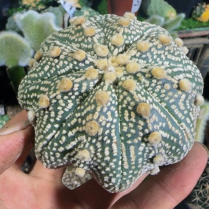 海星奇迹超兜866