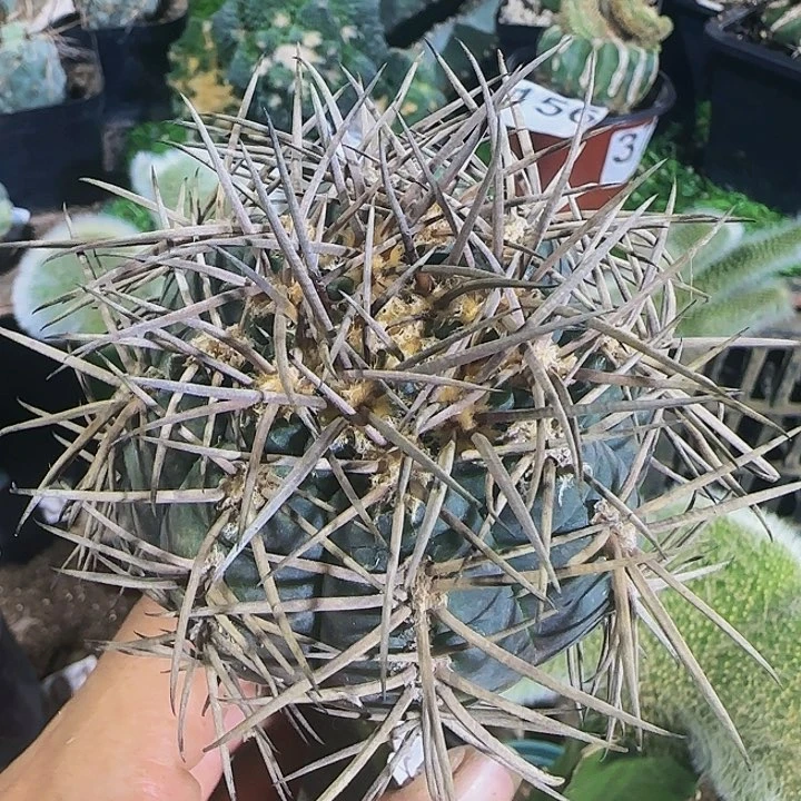 摩天龙067仙人球