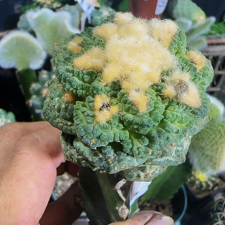 龟甲牡丹796仙人球开花