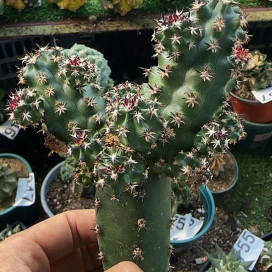 短豪刺青花下758