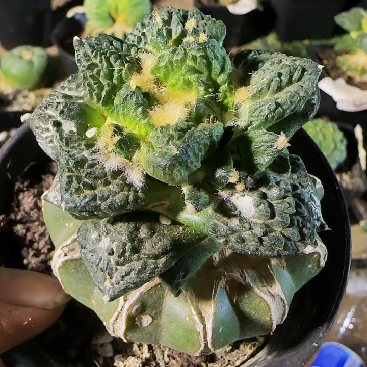 龟甲群954仙人球开花