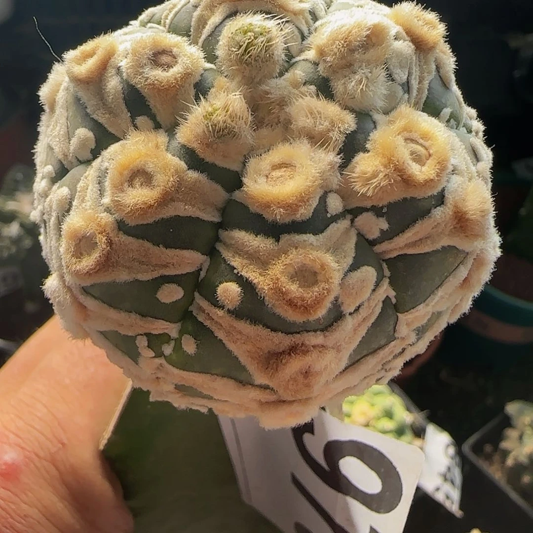 V兜970仙人球开花