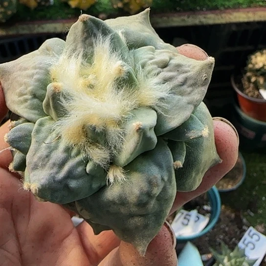 龙牙怒涛871刚出根