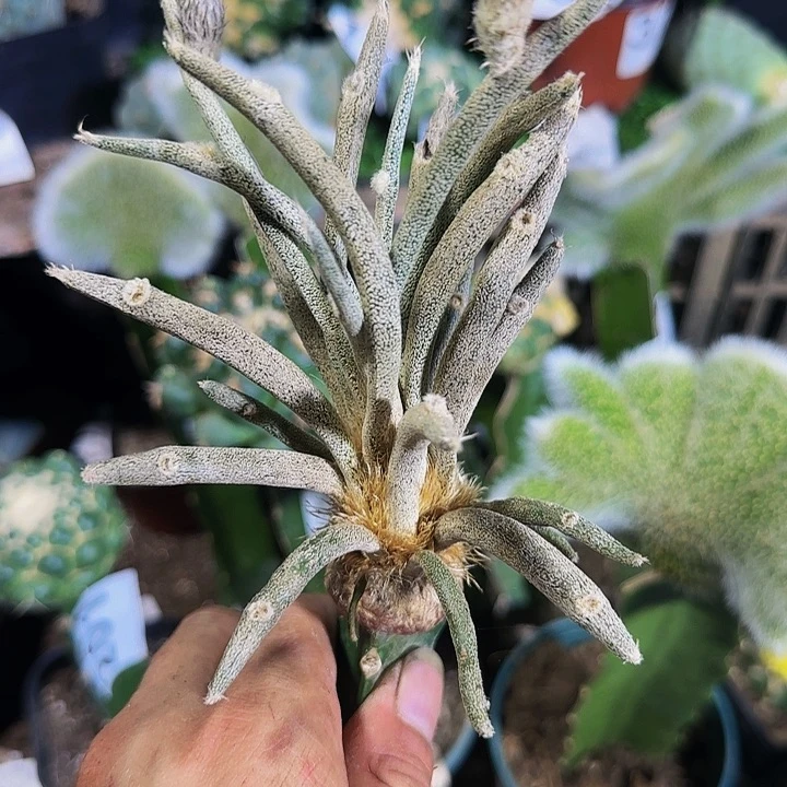 美杜莎477仙人球开花