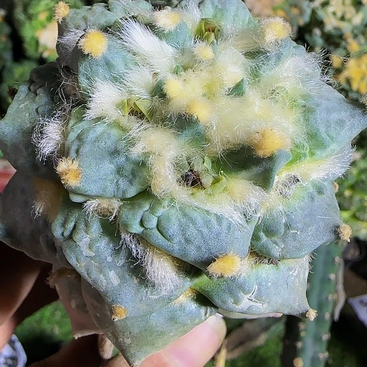 怒涛764仙人球开花
