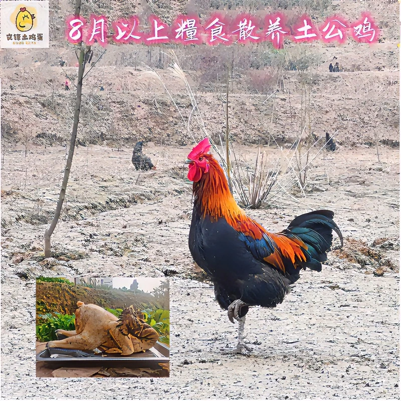 土鸡黑瑶大公鸡粮食鸡炖汤煲汤食用非腌制肉质紧实手撕白切老公鸡