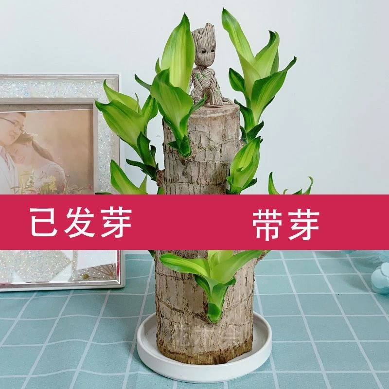 【基地直发】带芽巴西木水培室内开花盆栽绿植秋冬四季常绿带芽发货