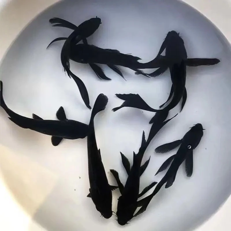 纯种黑锦鲤观赏鱼黑金白金黄金鱼苗好养招财小鱼养不死龙凤锦鲤鱼