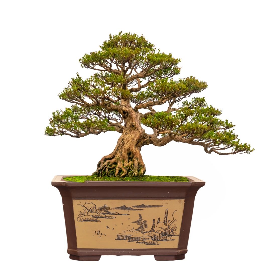 切角长方 超高长方 超大紫砂花盆