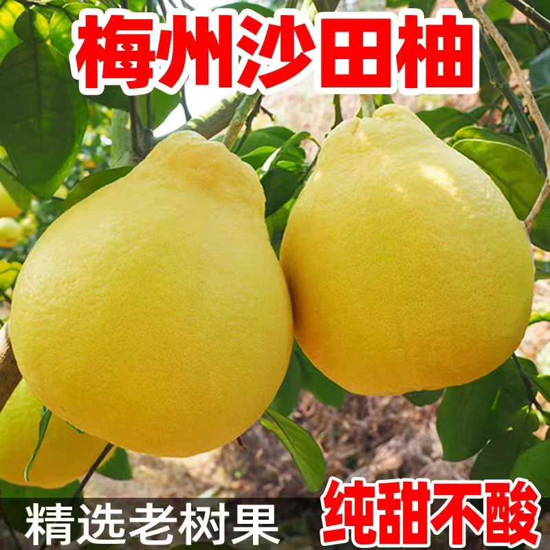 梅州沙田柚礼盒纯甜无酸送人送礼产地直发密甜爽口新鲜正宗清甜1